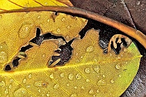 Cut-out Yellow Leaf & Dew Drops